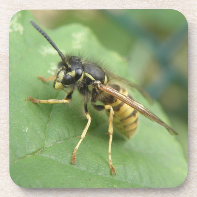 Posavasos Hoverfly Macro Coaster (Frente)