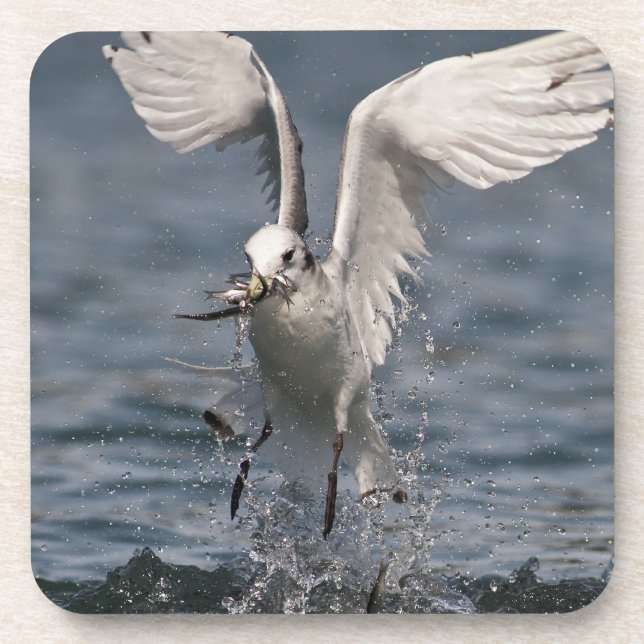 Posavasos Hovering Kittiwake (Frente)