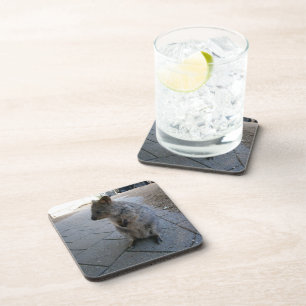 Posavasos "Huggs en Australia: Un Cuerdo Quokka Gris
