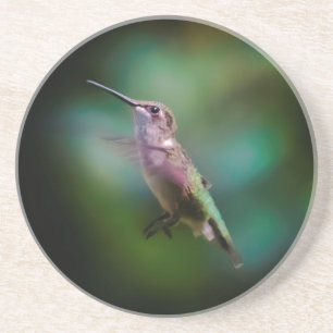 Posavasos Hummingbird - Fotografía original