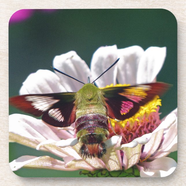 Posavasos Hummingbird Moth (Frente)