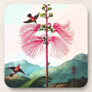 Posavasos Hummingbirds mimosa flor de árbol vintage