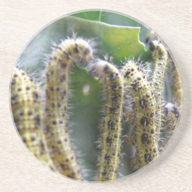 Posavasos Hunbage Cabbage White Caterpillar Coasters (Frente)