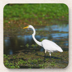 Posavasos Hunting Egret