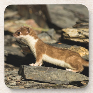 Posavasos Hunting Weasel
