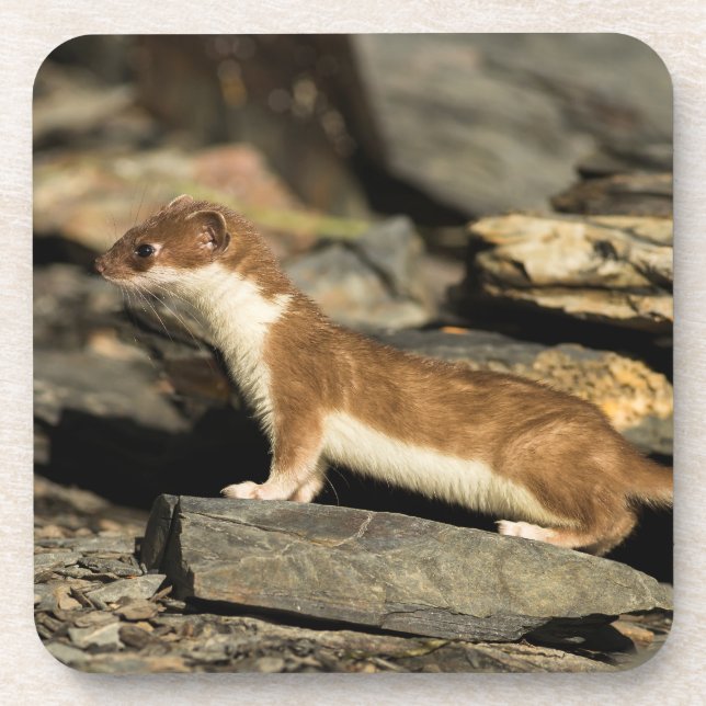 Posavasos Hunting Weasel (Frente)