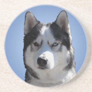 Posavasos Husky Coaster Husky Malamute Sled Dog Coaster