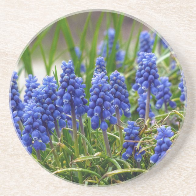 Posavasos Hyacinth de uva (Frente)