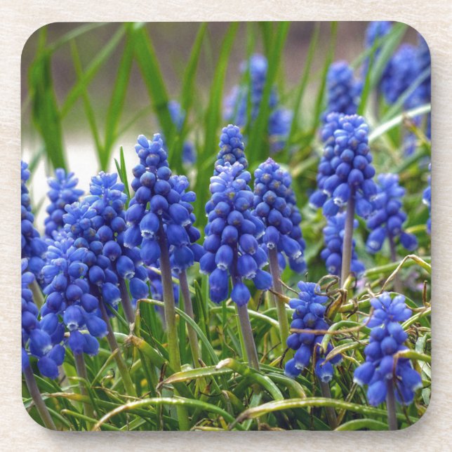 Posavasos Hyacinth de uva (Frente)