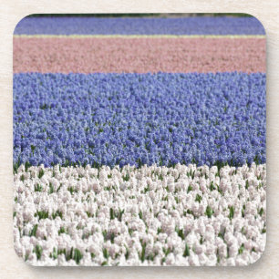Posavasos Hyacinth Field