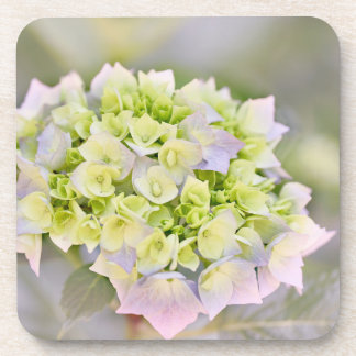 Posavasos Hydrangea