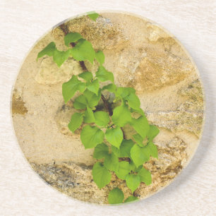Posavasos Hydrangea petiolaris
