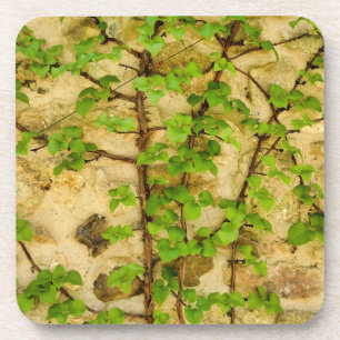 Posavasos Hydrangea petiolaris