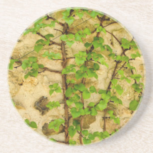 Posavasos Hydrangea petiolaris