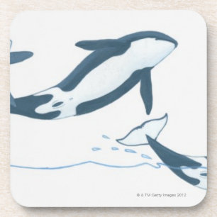 Posavasos Ilustracion de las orcas (orca del Orcinus)