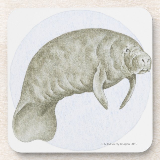 Posavasos Ilustracion de un Manatee (SP de Trichechus.) (Frente)