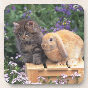Posavasos Imagen de un gatito y de una situación del conejo