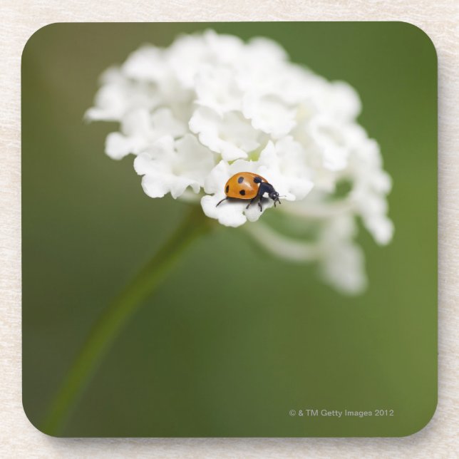 Posavasos Imagen macra de una mariquita en una flor salvaje (Frente)