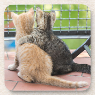 Posavasos Imágenes de Getty el   dos gatitos en un balcón
