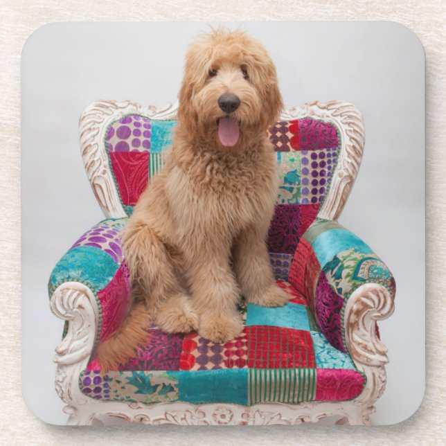 Posavasos Imágenes de Getty el | Goldendoodle lindo (Frente)