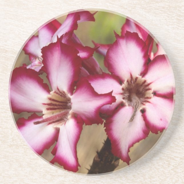 Posavasos Impala Lily (Adenium Multiflorum), Kruger (Frente)