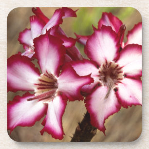 Posavasos Impala Lily (Adenium Multiflorum), Kruger