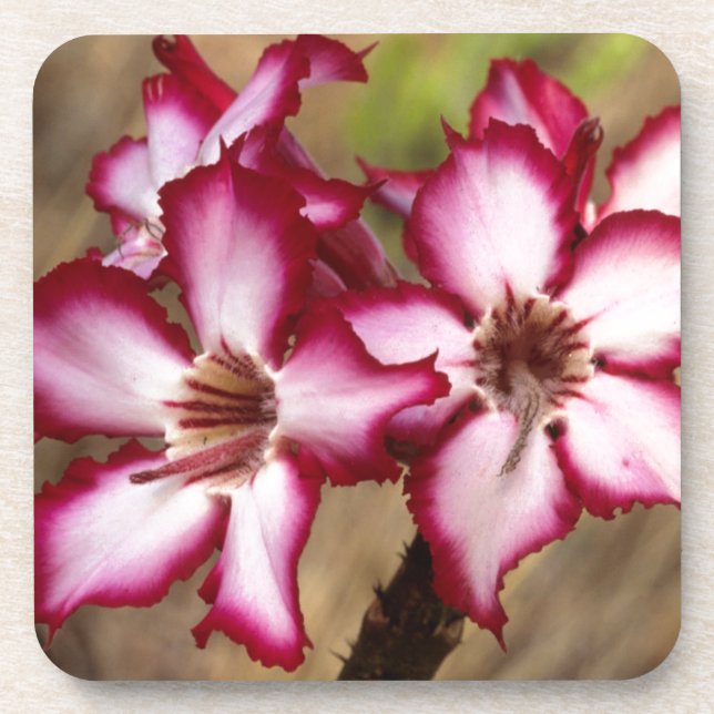Posavasos Impala Lily (Adenium Multiflorum), Kruger (Frente)