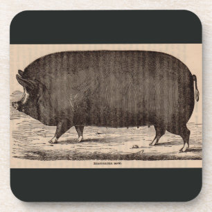Posavasos Impresión de cerdos del siglo XIX Berkshire sow no