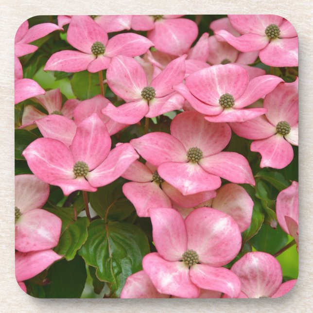 Posavasos Impresión de flores de madera de dogwood rosa kous (Frente)