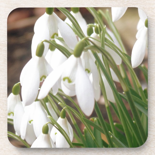 Posavasos Impresionantes Snowdrop (Frente)