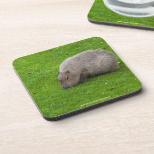 Posavasos Increíble Animal Carpincho