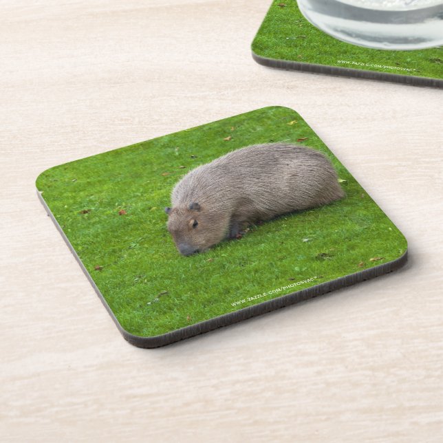 Posavasos Increíble Animal Carpincho (Lado Izquierdo)