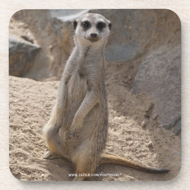 Posavasos Increíble suricata (Frente)