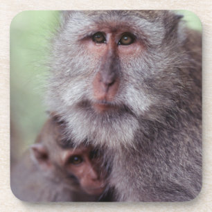Posavasos Indonesia, Bali, Ubud, Macaco de cola larga