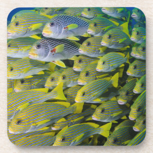 Posavasos Indonesia. Peces en la escuela