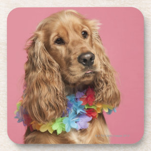 Posavasos Inglés cocker spaniel (10 meses)