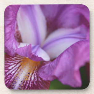 Posavasos Iris alemán con barba
