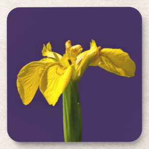 Posavasos Iris amarillo