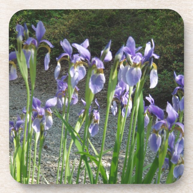 Posavasos Iris azul (Frente)