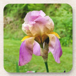 Posavasos Iris con barba
