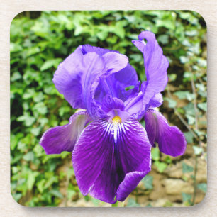 Posavasos Iris con barba