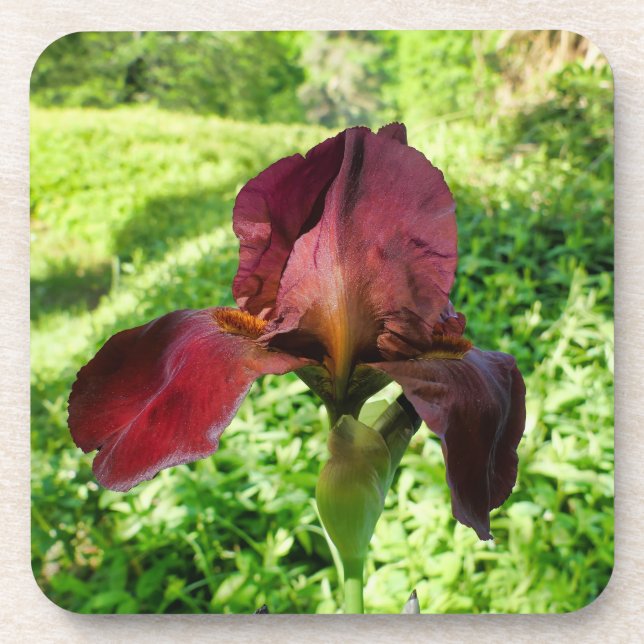 Posavasos Iris con barba (Frente)