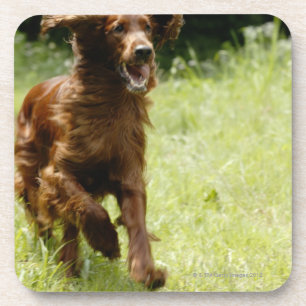 Posavasos Irish Setter