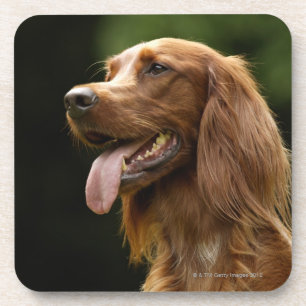 Posavasos Irish Setter 2