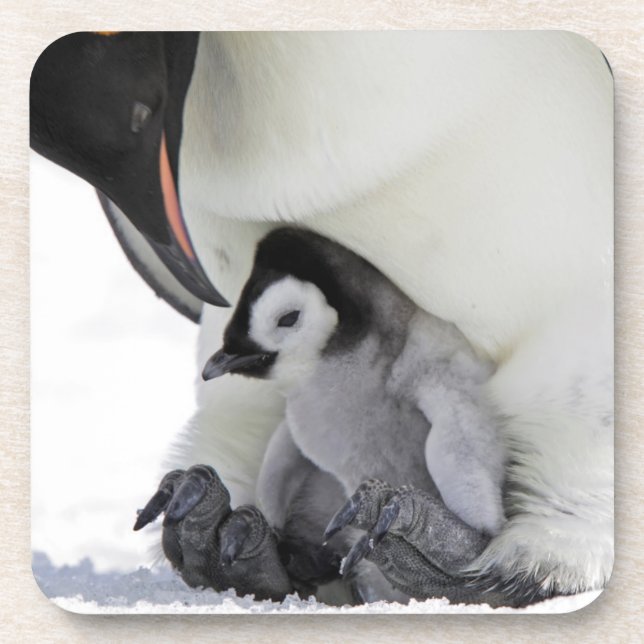 Posavasos Isla de la colina de la nieve del pingüino de (Frente)