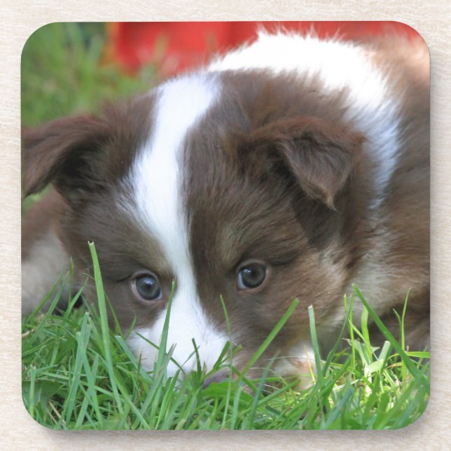Posavasos Islandhund (Frente)
