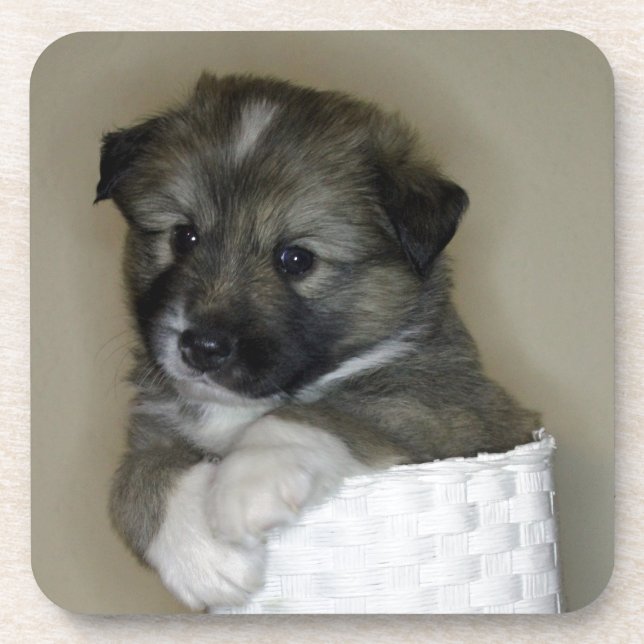Posavasos Islandhundwelpe (Frente)