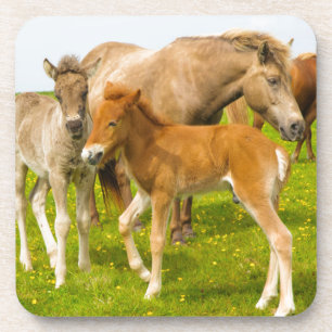 Posavasos Islandia. Dyrholaey. Potros de caballo islandés