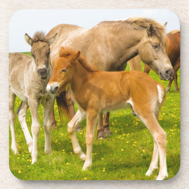 Posavasos Islandia. Dyrholaey. Potros de caballo islandés (Frente)