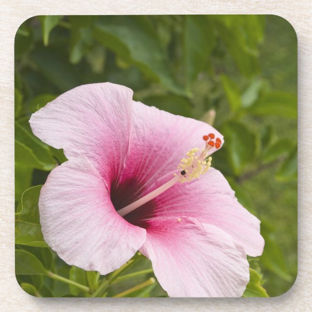 Posavasos Islas Cook, Atiu. Flor de hibisco. (Frente)